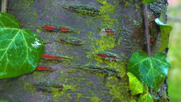 Кудрявый Зеленый Плющ Стволе Вишневого Дерева Лишайниками Слайдер Выстрел — стоковое видео
