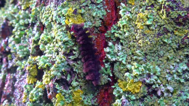 Lichens Κατάφυτος Κορμός Δέντρων Συμβίωση Μυκήτων Και Φυκιών Είδη Δείκτες — Αρχείο Βίντεο
