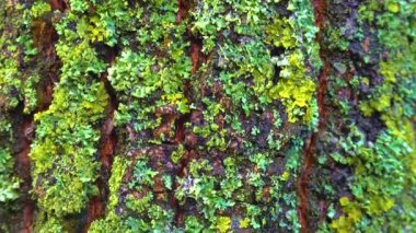 Lichens overgrown tree trunk, symbiosis of fungus and algae, indicator species, Slider shot