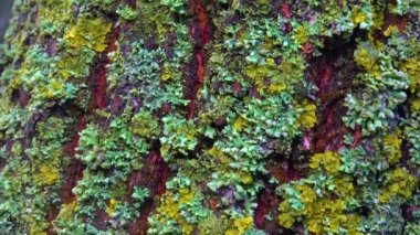 Lichens overgrown tree trunk, symbiosis of fungus and algae, indicator species, Slider shot