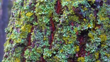 Lichens overgrown tree trunk, symbiosis of fungus and algae, indicator species, Slider shot