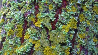 Lichens overgrown tree trunk, symbiosis of fungus and algae, indicator species, Slider shot