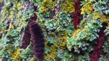 Lichens aşırı gelişmiş ağaç gövdesi, mantar ve alg simbiyozu, gösterge türleri