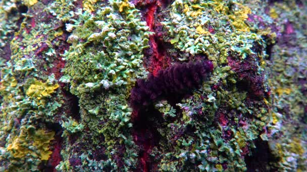 Lichens Overgrown Tree Trunk Symbiosis Fungus Algae Indicator Species — Video Stock