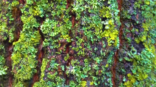 Lichens Overgrown Tree Trunk Symbiosis Fungus Algae Indicator Species Slider — Stockvideo