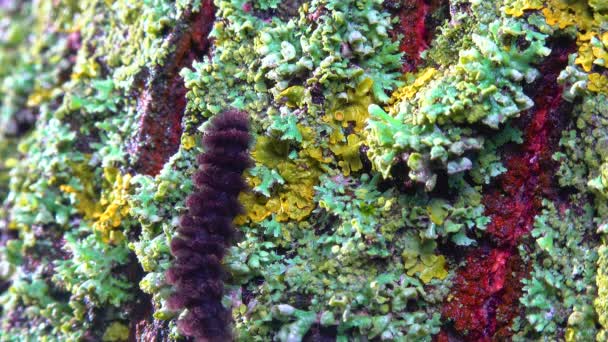Lichens Overwoekerde Boomstam Symbiose Van Schimmel Algen Indicatorsoorten — Stockvideo