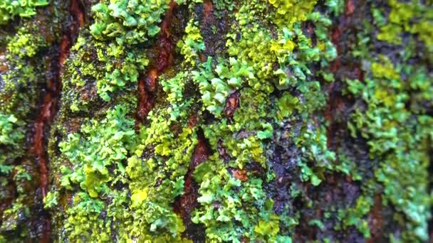 Lichens Overgrown Tree Trunk Symbiosis Fungus Algae Indicator Species Slider — Stok video
