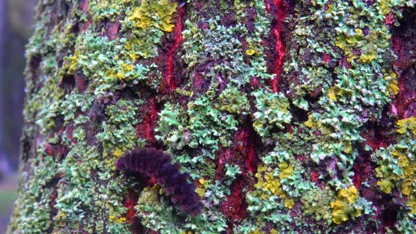Lichens Overgrown Tree Trunk Symbiosis Fungus Algae Indicator Species — Vídeo de stock