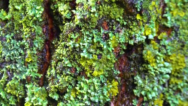 Lichens Overgrown Tree Trunk Symbiosis Fungus Algae Indicator Species Slider — Vídeo de stock