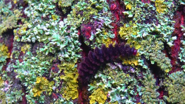 Lichens Overgrown Tree Trunk Symbiosis Fungus Algae Indicator Species — Stock Video