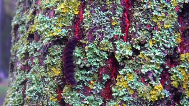 Lichens Overgrown Tree Trunk Symbiosis Fungus Algae Indicator Species — 图库视频影像
