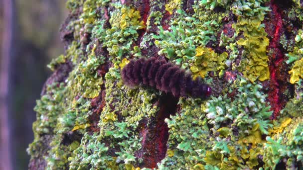 Flechten Überwachsener Baumstamm Symbiose Von Pilz Und Algen Indikatorarten — Stockvideo