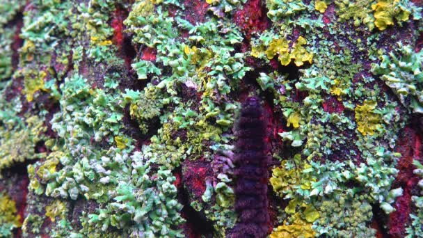 Líquenes Tronco Árvore Coberto Simbiose Fungos Algas Espécies Indicadoras — Vídeo de Stock