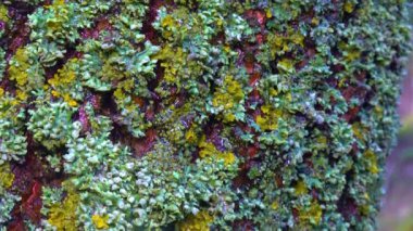 Lichens overgrown tree trunk, symbiosis of fungus and algae, indicator species, Slider shot