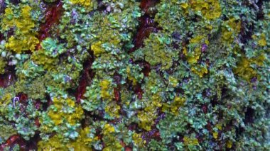 Lichens overgrown tree trunk, symbiosis of fungus and algae, indicator species, Slider shot