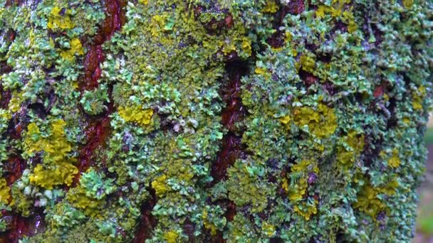 Lichens Overgrown Tree Trunk Symbiosis Fungus Algae Indicator Species Slider — Vídeo de Stock