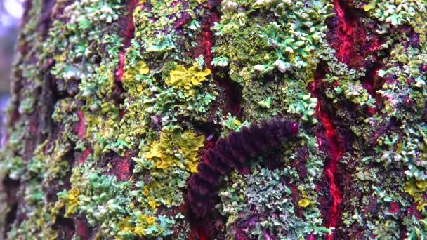 Lichens Κατάφυτος Κορμός Δέντρων Συμβίωση Μυκήτων Και Φυκιών Είδη Δείκτες — Αρχείο Βίντεο