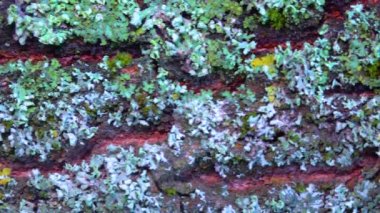 Lichens overgrown tree trunk, symbiosis of fungus and algae, indicator species, Slider shot