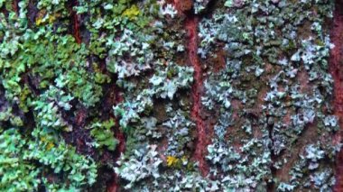 Lichens overgrown tree trunk, symbiosis of fungus and algae, indicator species, Slider shot