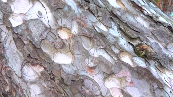 Кора Стовбурі Соснового Дерева Оновлюється Скиданням Шматків Старої Кори Повзунок — стокове відео
