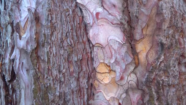松树树干上的树皮是通过掉下几片老树皮 滑块弹丸来更新的 — 图库视频影像