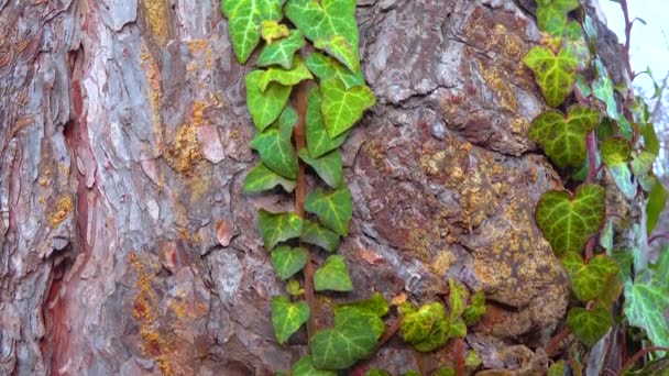 Curly Green Ivy Pine Tree Trunk Slider Shot — Αρχείο Βίντεο