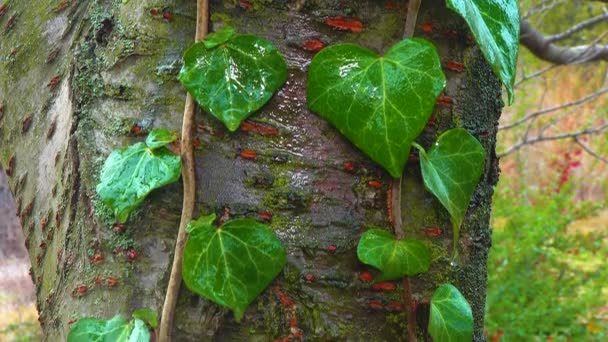Curly Green Ivy Cherry Tree Trunk Lichens Slider Shot — ストック動画