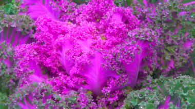 These ornamental cabbage plants look great right now, right through to Spring, slider shot