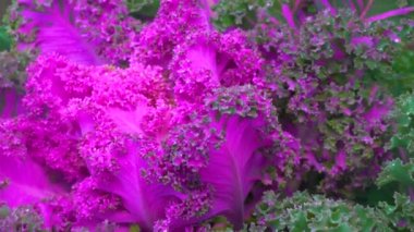 These ornamental cabbage plants look great right now, right through to Spring, slider shot