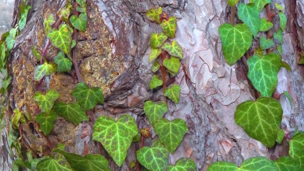 Curly Green Ivy Cherry Tree Trunk Lichens Slider Shot — Vídeo de Stock