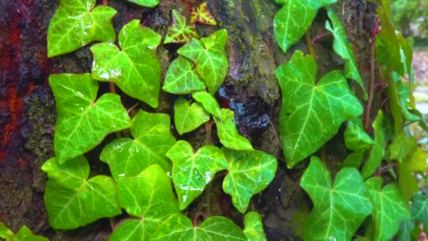 Curly Green Ivy Cherry Tree Trunk Lichens Slider Shot — Stock video