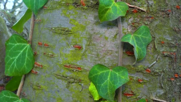Curly Green Ivy Cherry Tree Trunk Lichens Slider Shot — 图库视频影像