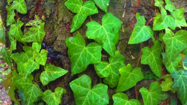 Curly Green Ivy Cherry Tree Trunk Lichens Slider Shot — Stock Video