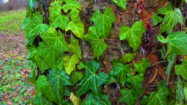 Curly Green Ivy Cherry Tree Trunk Lichens Slider Shot — Vídeos de Stock