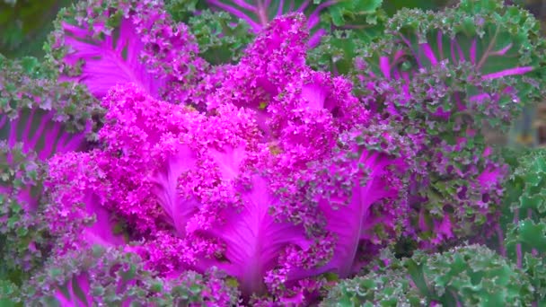 Ornamental Cabbage Plants Look Great Right Now Right Spring Slider — Stockvideo
