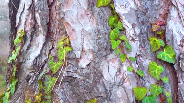 Çam Ağacının Gövdesinde Kıvırcık Yeşil Sarmaşık Sürgülü Atış — Stok video