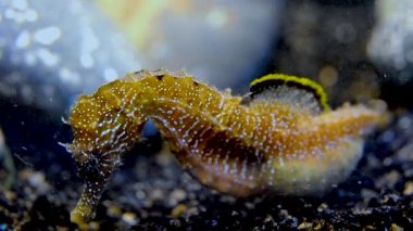 (Hippocampus hippocampus) Short-snouted seahorse, Black Sea