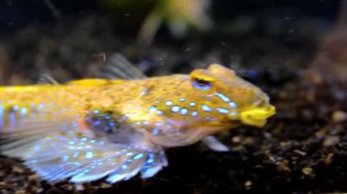 Deniz yusufçuğu (Callionymus pusillus), güzel bir balığın erkeği, Karadeniz 'de deniz tabanında yüzer.