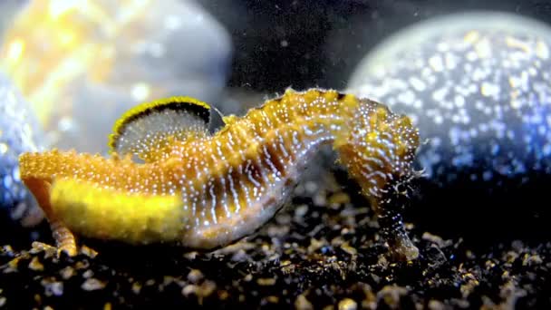 Hippocampus Hippocampus Short Snouted Seahorse Black Sea — Stockvideo