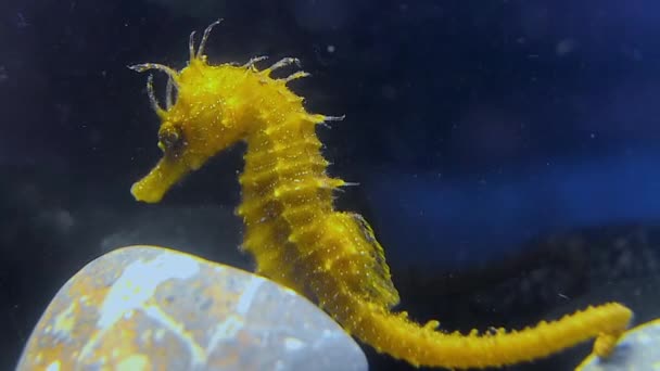 Hippocampus Hippocampus Kurzschnauziges Seepferdchen Schwarzes Meer — Stockvideo
