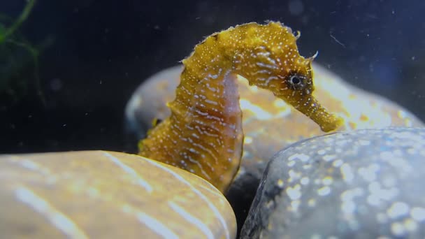 Hippocampus Hippocampus Short Snouted Seahorse Black Sea — Stok video