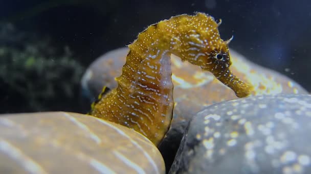 Hippocampus Hippocampus Морський Коник Чорне Море — стокове відео