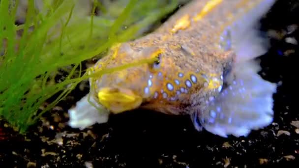 아름다운 물고기 수컷인 잠자리 실루스 바다에서 헤엄치고 — 비디오