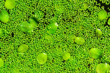 Durgun bir tatlı su gölünde lekesiz su yiyeceği, köksüz ördek otu (Wolffia arrhiza) ve ördek otu (Lemna turionifera)