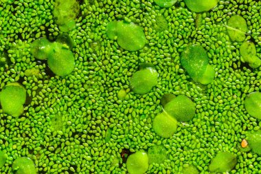 Durgun bir tatlı su gölünde lekesiz su yiyeceği, köksüz ördek otu (Wolffia arrhiza) ve ördek otu (Lemna turionifera)