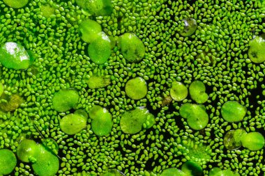 Durgun bir tatlı su gölünde lekesiz su yiyeceği, köksüz ördek otu (Wolffia arrhiza) ve ördek otu (Lemna turionifera)