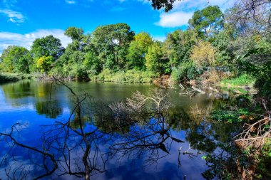 Pontederia crassipes (Eichhornia crassipes), yaygın su sümbülü olarak bilinen su bitkileri arasında yüzer.