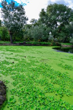 The water surface of a dirty lake is covered with floating plants Pontederia crassipes (Eichhornia crassipes), duckweed (Wolffia arrhiza) and (Lemna turionifera)