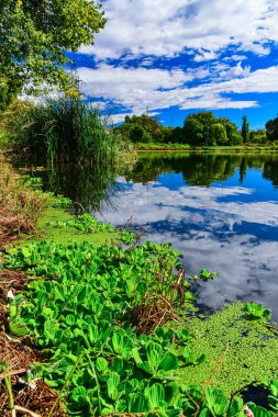The water surface of a dirty lake is covered with floating plants Pontederia crassipes (Eichhornia crassipes), duckweed (Wolffia arrhiza) and (Lemna turionifera)