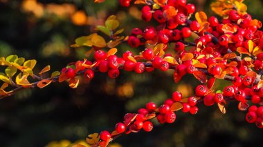 Yeşil yapraklardan oluşan bir zemin üzerinde kırmızı böğürtlen (Cotoneaster horizontalis)